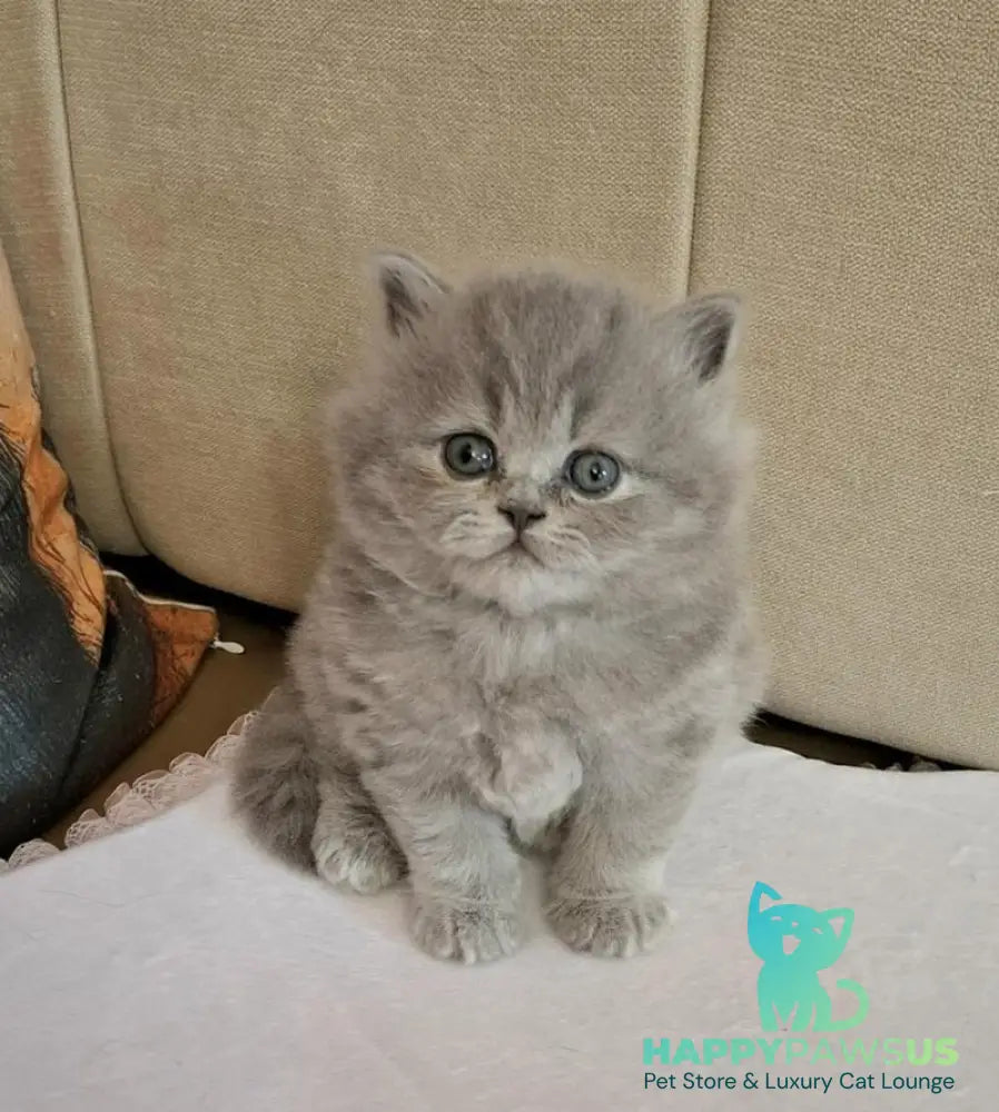 Rebecca British Longhair female blue - live animals
