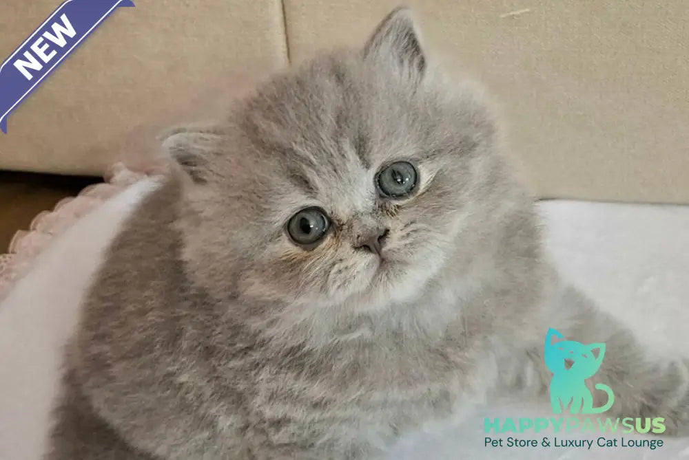 Rebecca British Longhair female blue - live animals