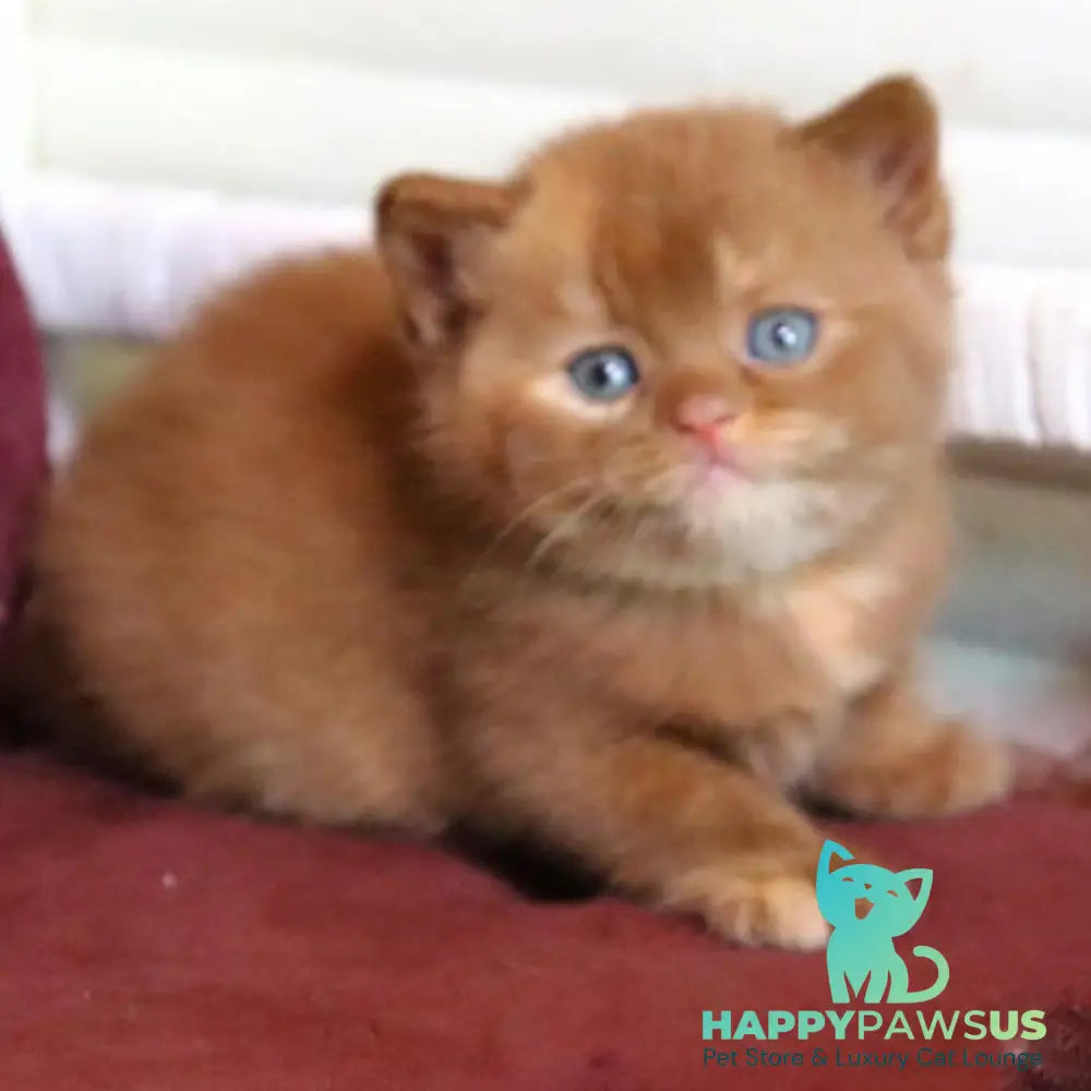 Rebecca British Shorthair female cinnamon tortie - live animals