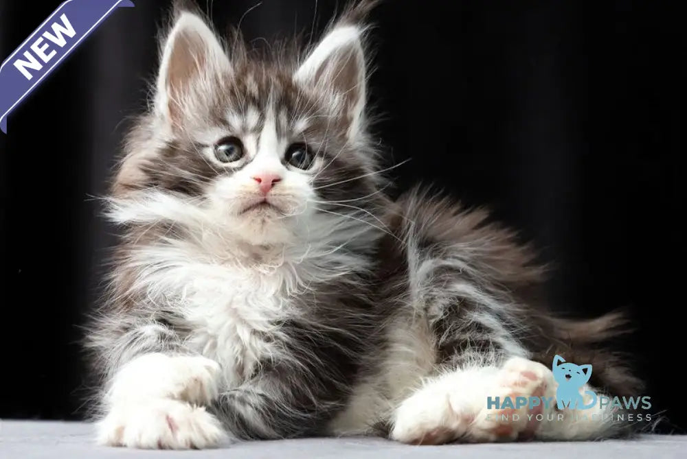 Rebecca Maine Coon polydactyl female black silver bicolour tabby live animals