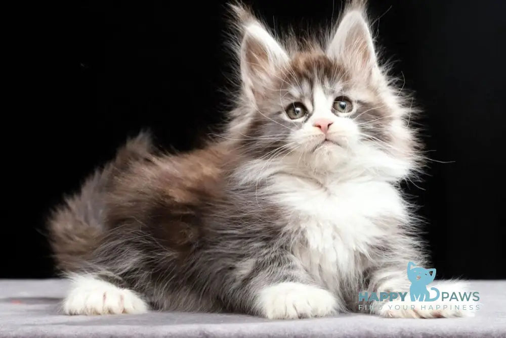 Rebecca Maine Coon polydactyl female black silver tabby bicolour live animals