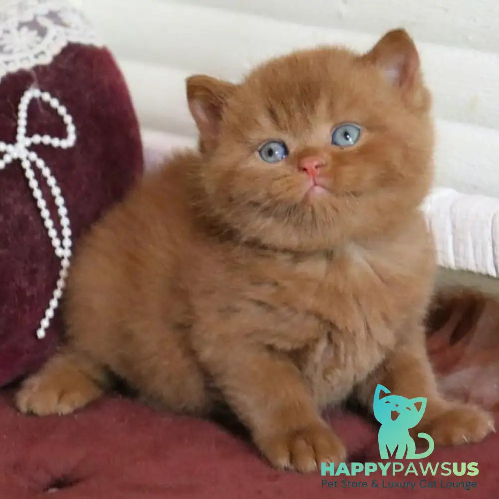 Redmy British Shorthair female cinnamon - live animals