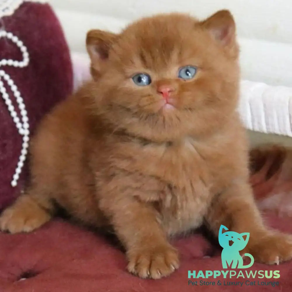 Redmy British Shorthair female cinnamon - live animals