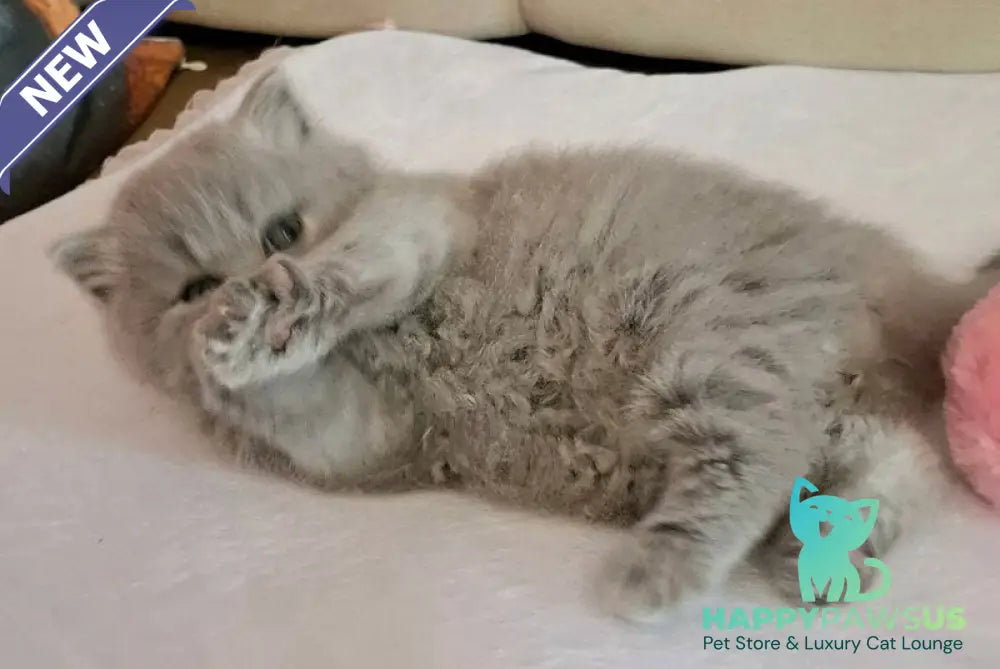 Regina British Longhair female blue - live animals