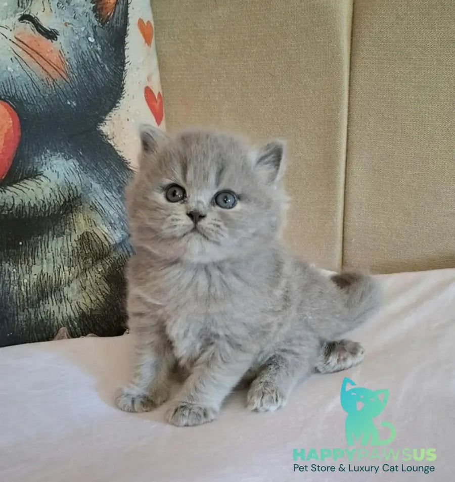 Regina British Longhair female blue - live animals