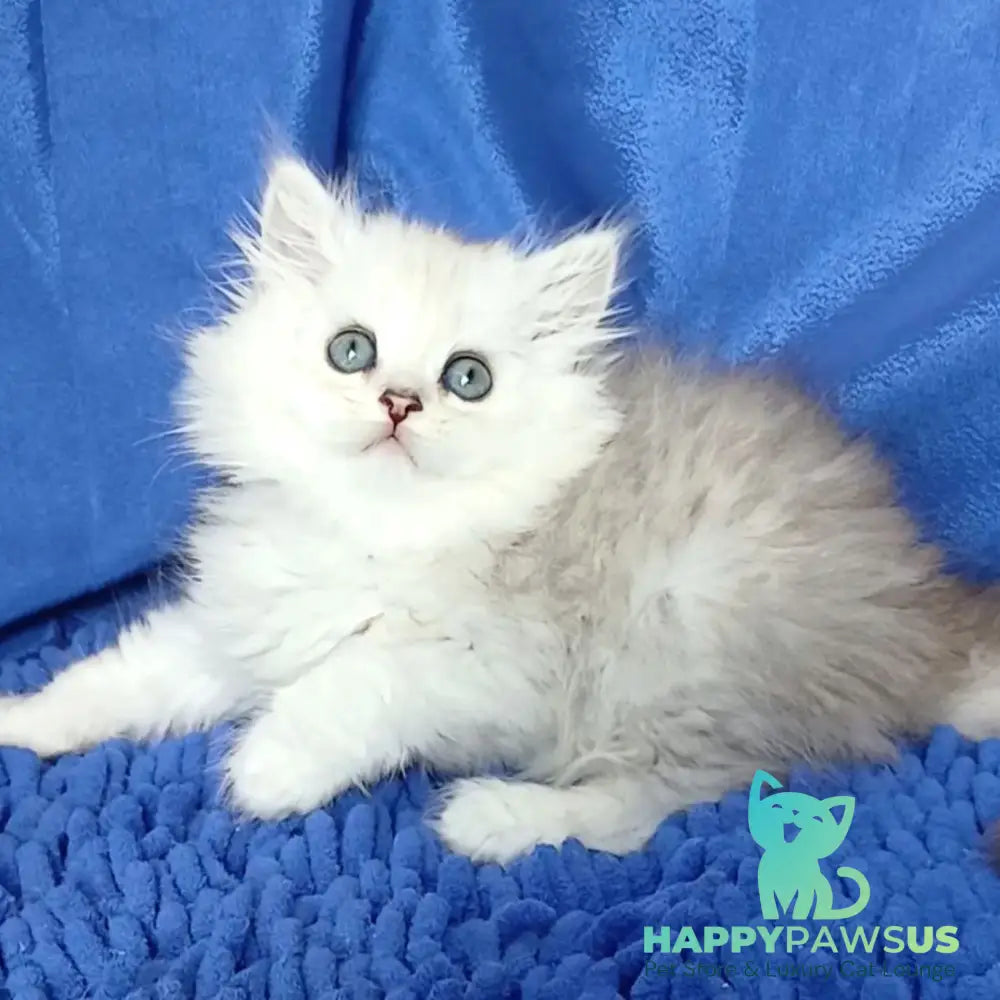 Regina Persian female black silver shaded - live animals