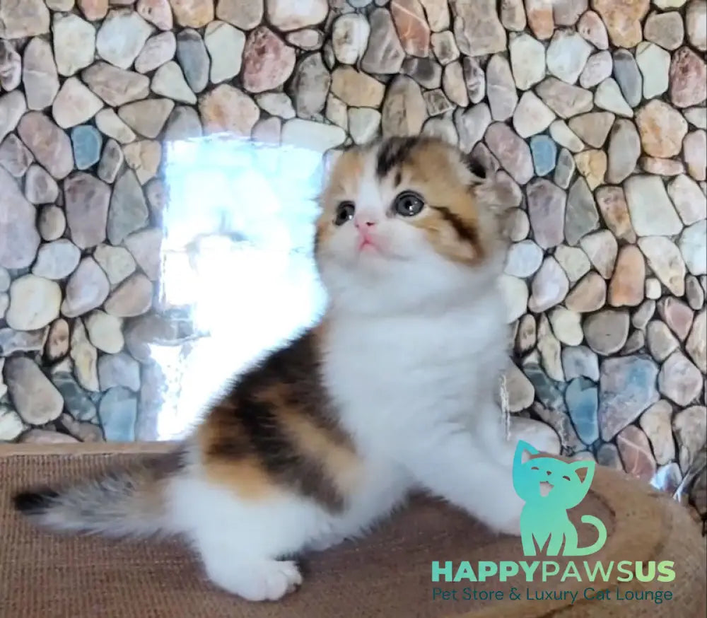 Regina Scottish Fold female black tortie ticked tabby bicolour - live animals