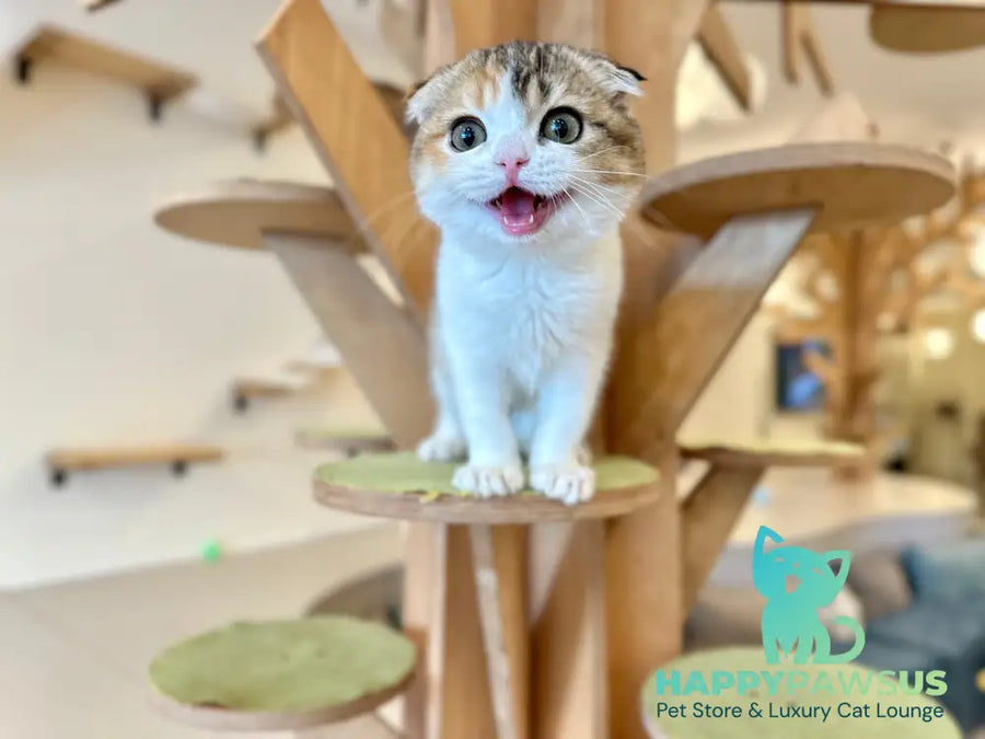 Regina Scottish Fold female black tortie ticked tabby bicolour - live animals