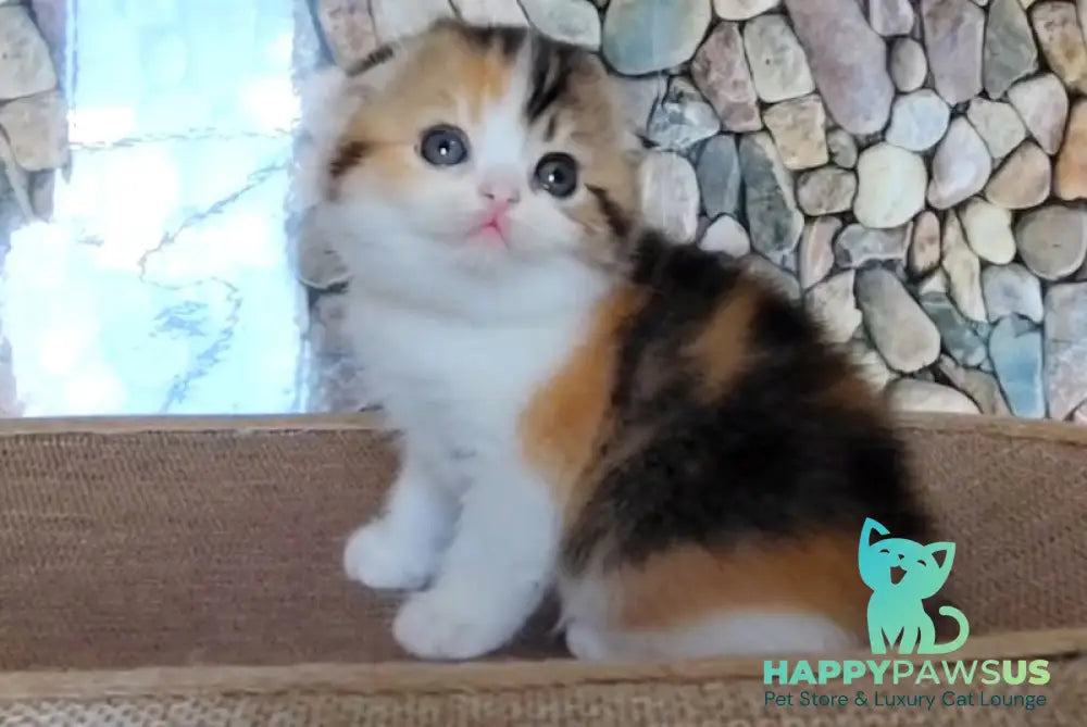 Regina Scottish Fold female black tortie ticked tabby bicolour - live animals