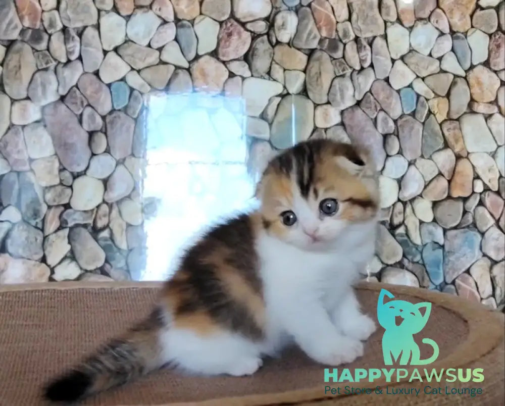 Regina Scottish Fold female black tortie ticked tabby bicolour - live animals