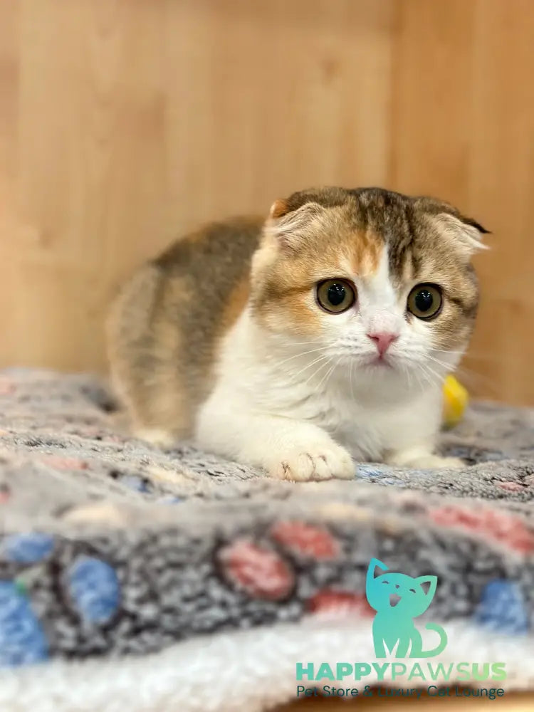Regina Scottish Fold female black tortie ticked tabby bicolour - live animals