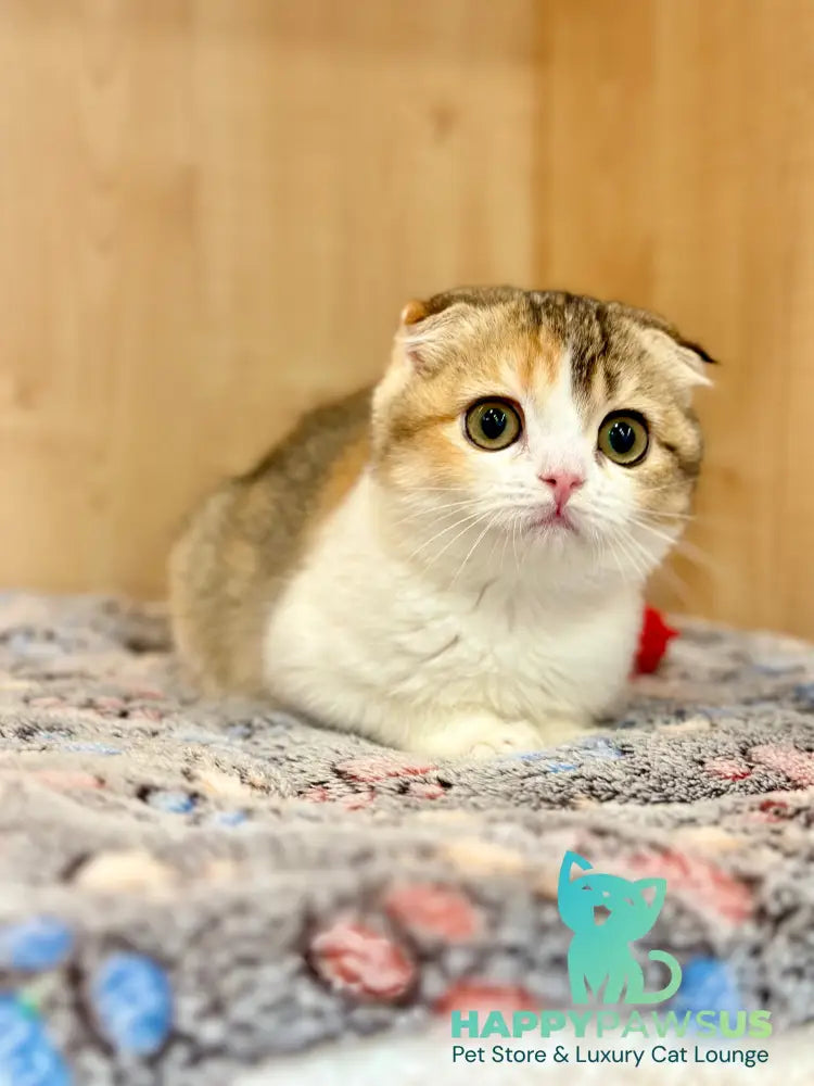 Regina Scottish Fold female black tortie ticked tabby bicolour - live animals