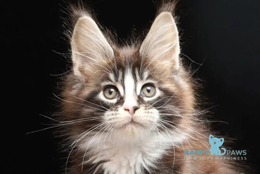 Reginald Maine Coon male black bicolour tabby live animals