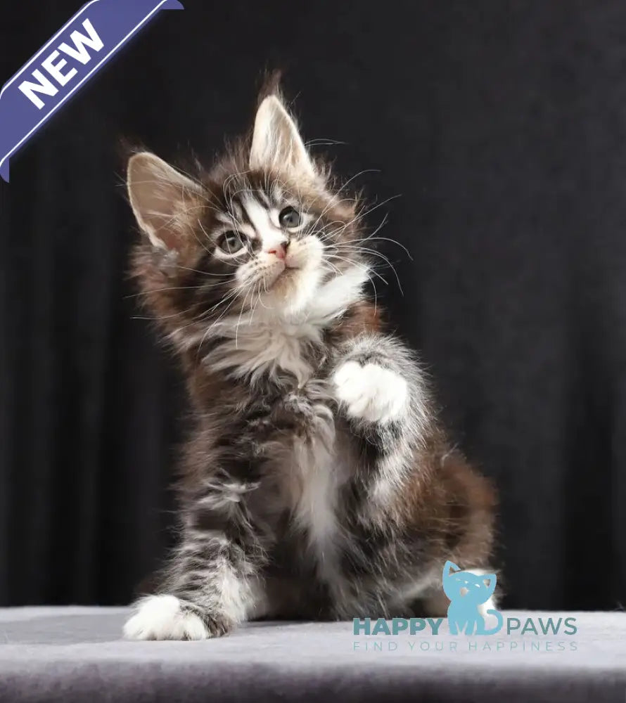 Reginald Maine Coon male black bicolour tabby live animals