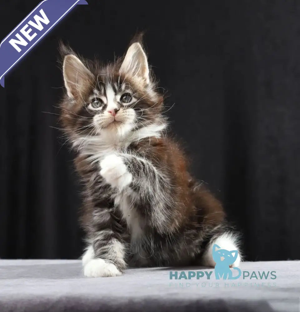 Reginald Maine Coon male black bicolour tabby live animals