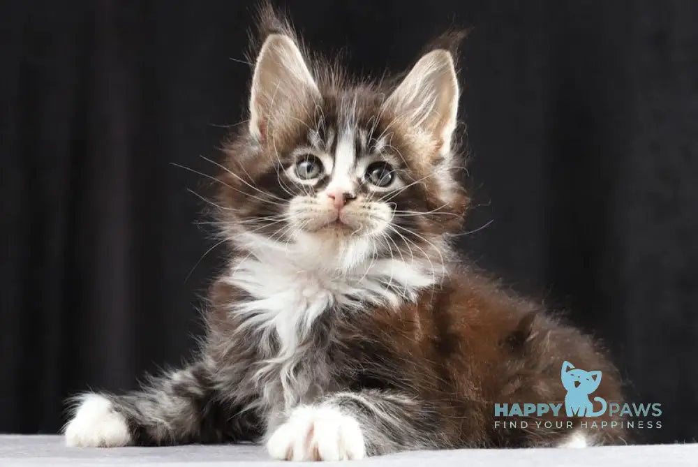 Reginald Maine Coon male black bicolour tabby live animals