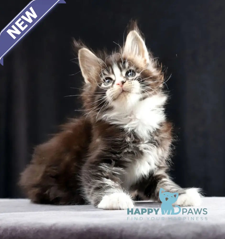 Reginald Maine Coon male black bicolour tabby live animals