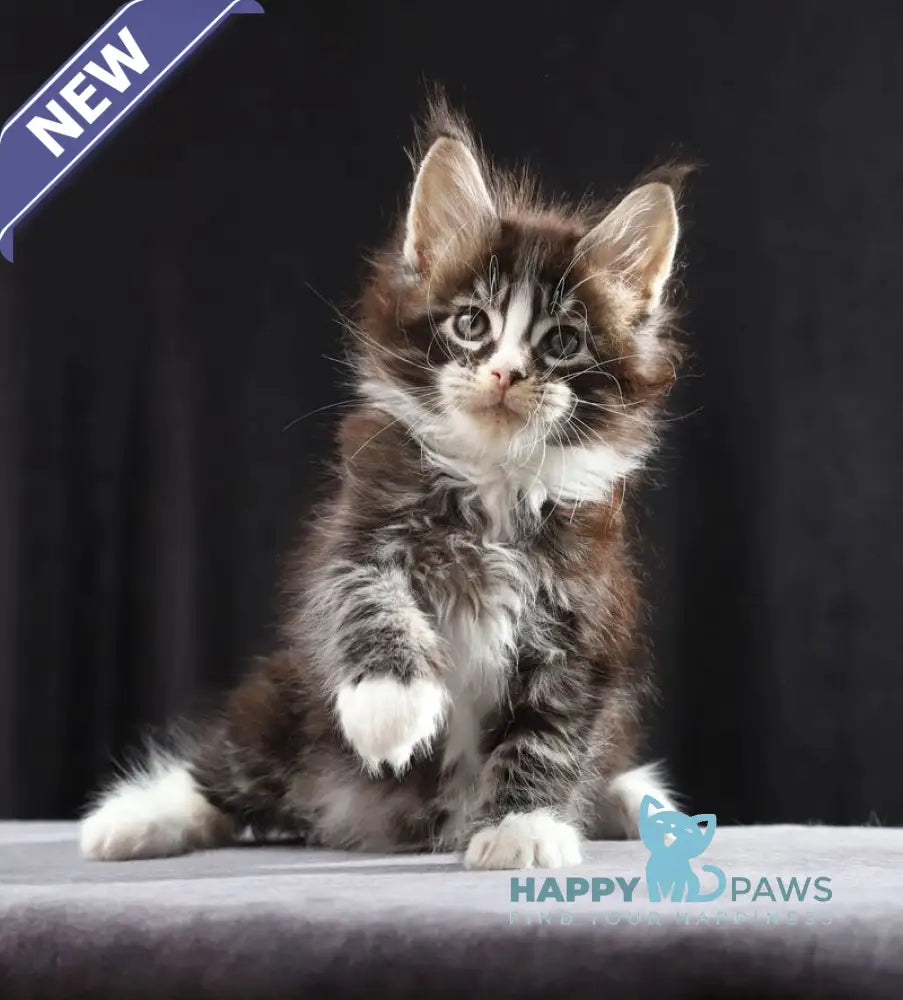 Reginald Maine Coon male black bicolour tabby live animals