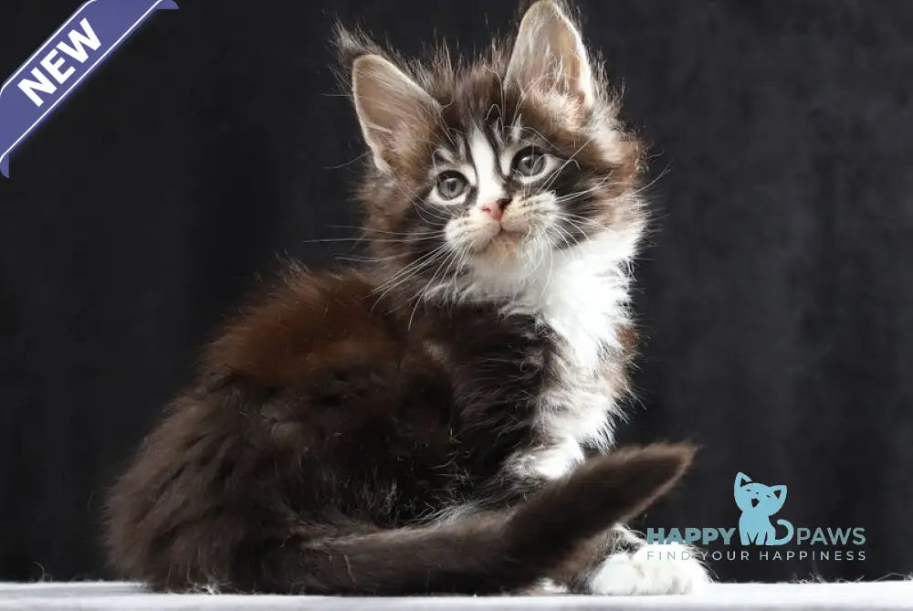 Reginald Maine Coon male black bicolour tabby live animals