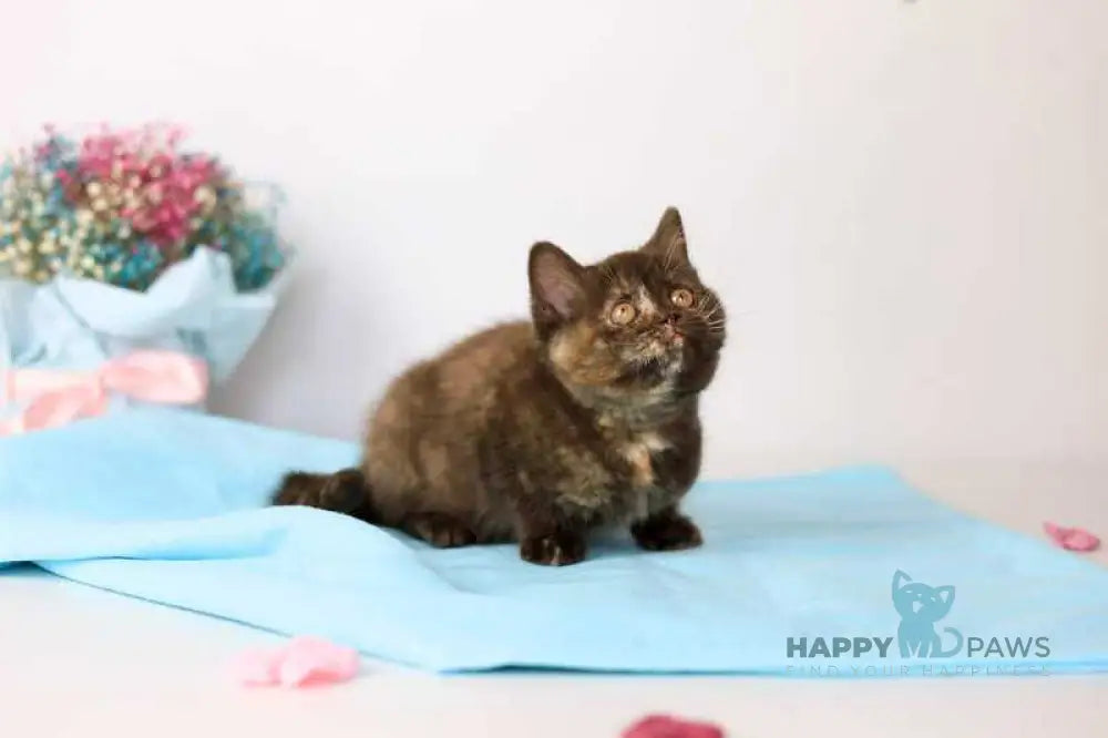 Reina British Shorthair female chocolate tortie live animals