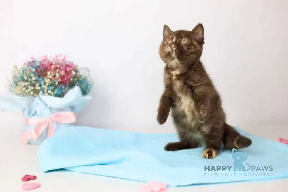 Reina British Shorthair female chocolate tortie live animals