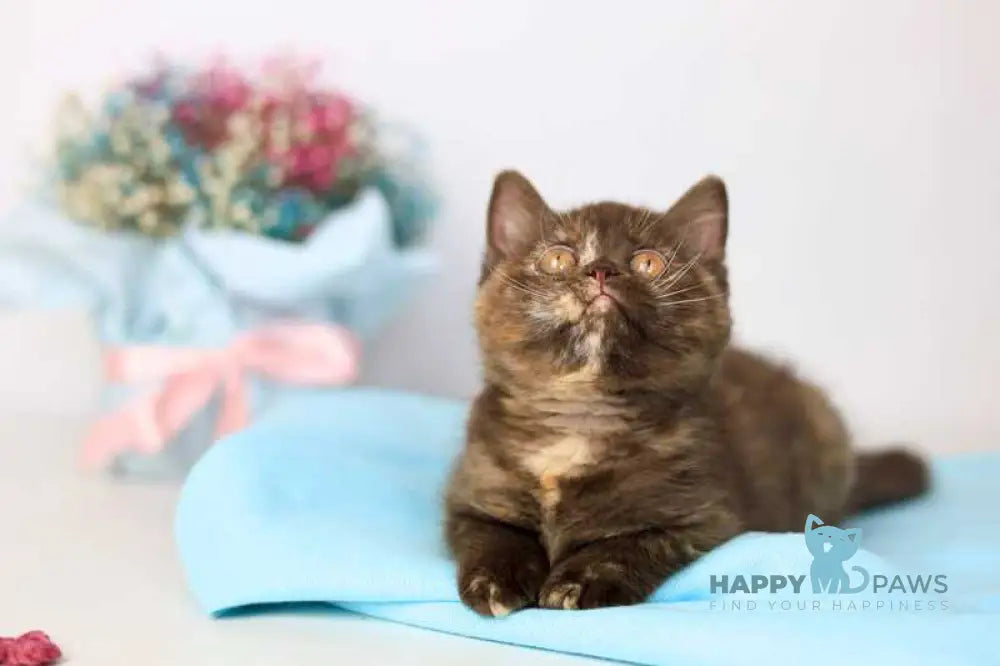 Reina British Shorthair female chocolate tortie live animals