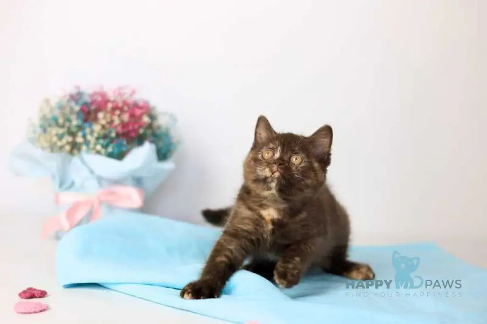 Reina British Shorthair female chocolate tortie live animals