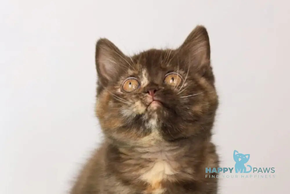 Reina British Shorthair female chocolate tortie live animals