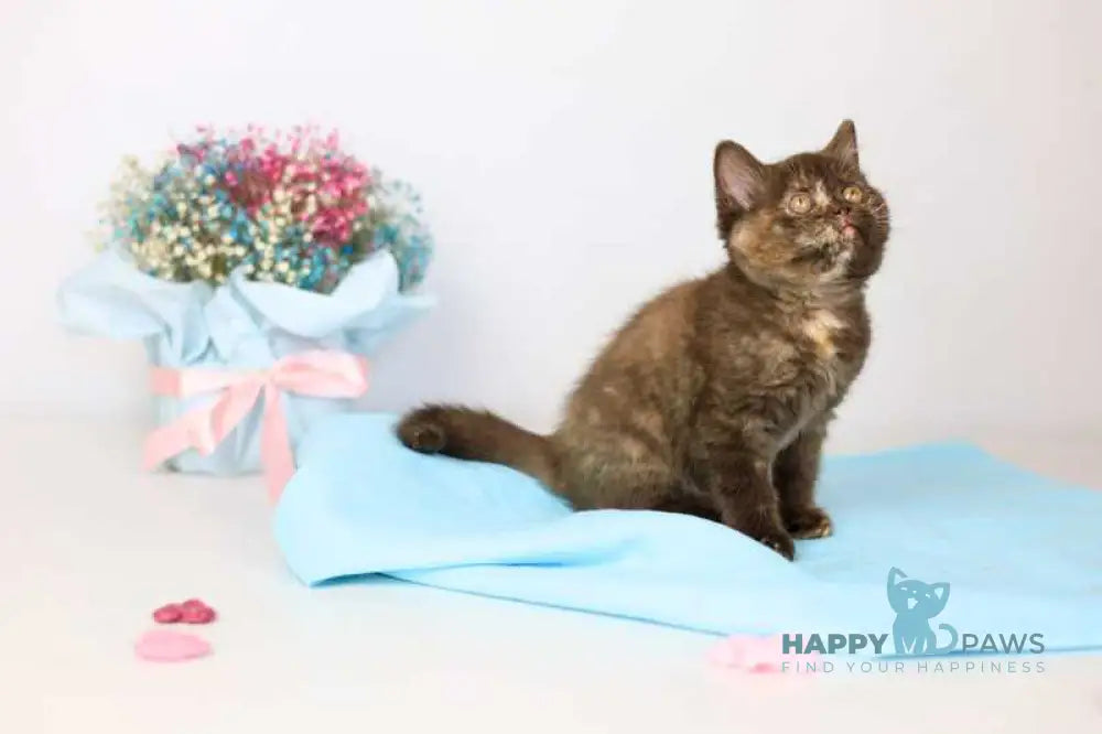 Reina British Shorthair female chocolate tortie live animals