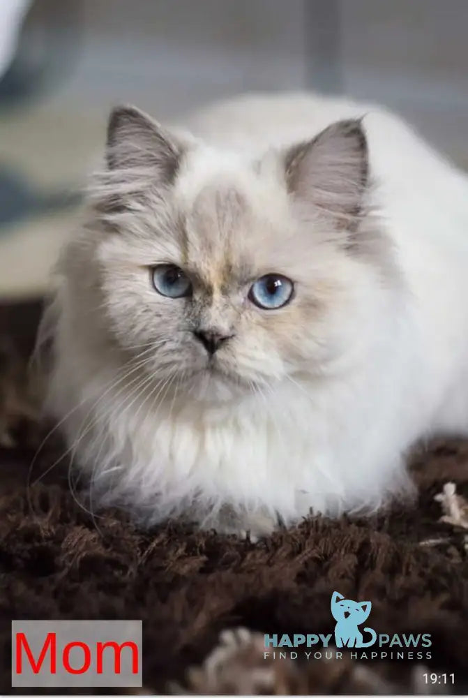 Reina British Shorthair female chocolate tortie live animals