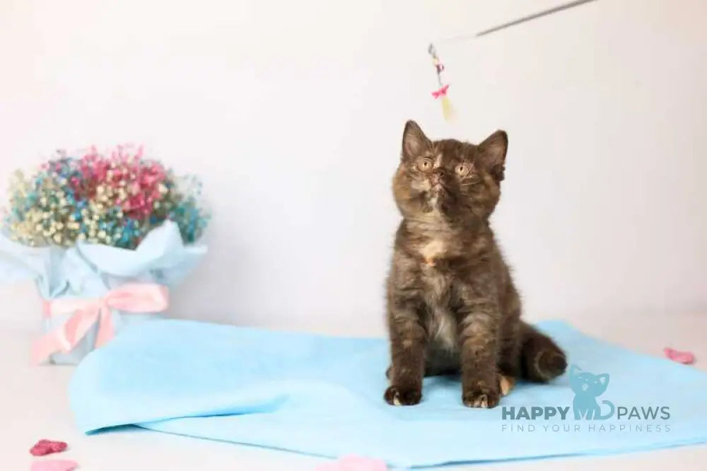 Reina British Shorthair female chocolate tortie live animals