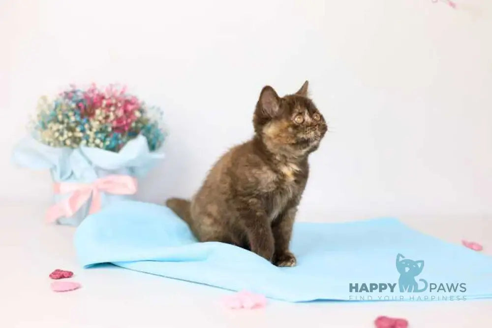 Reina British Shorthair female chocolate tortie live animals