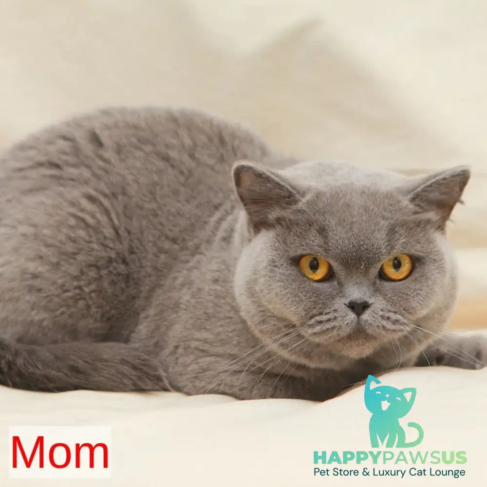 Reine British Shorthair female blue - live animals