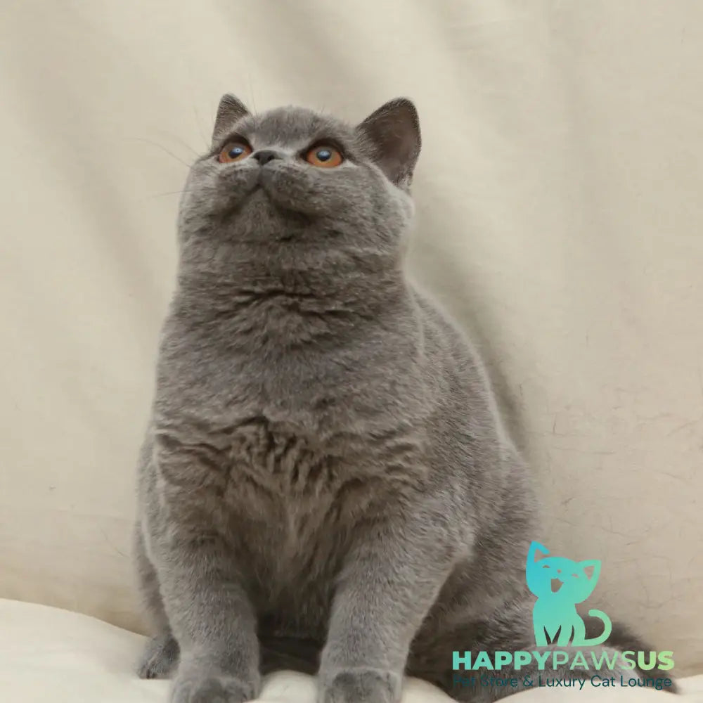 Reine British Shorthair female blue - live animals