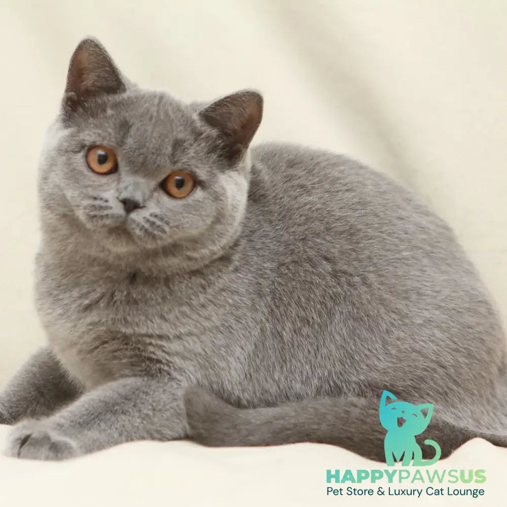 Reine British Shorthair female blue - live animals