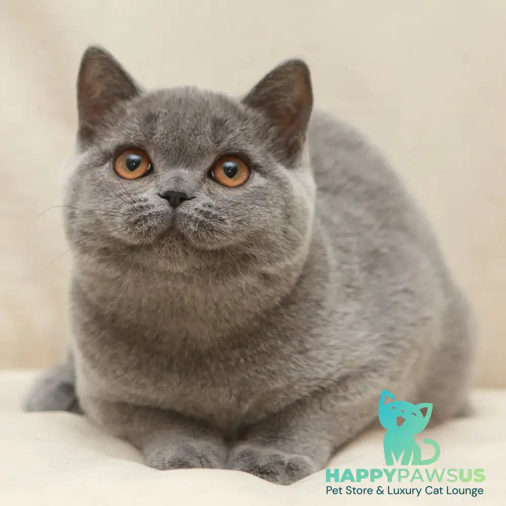 Reine British Shorthair female blue - live animals