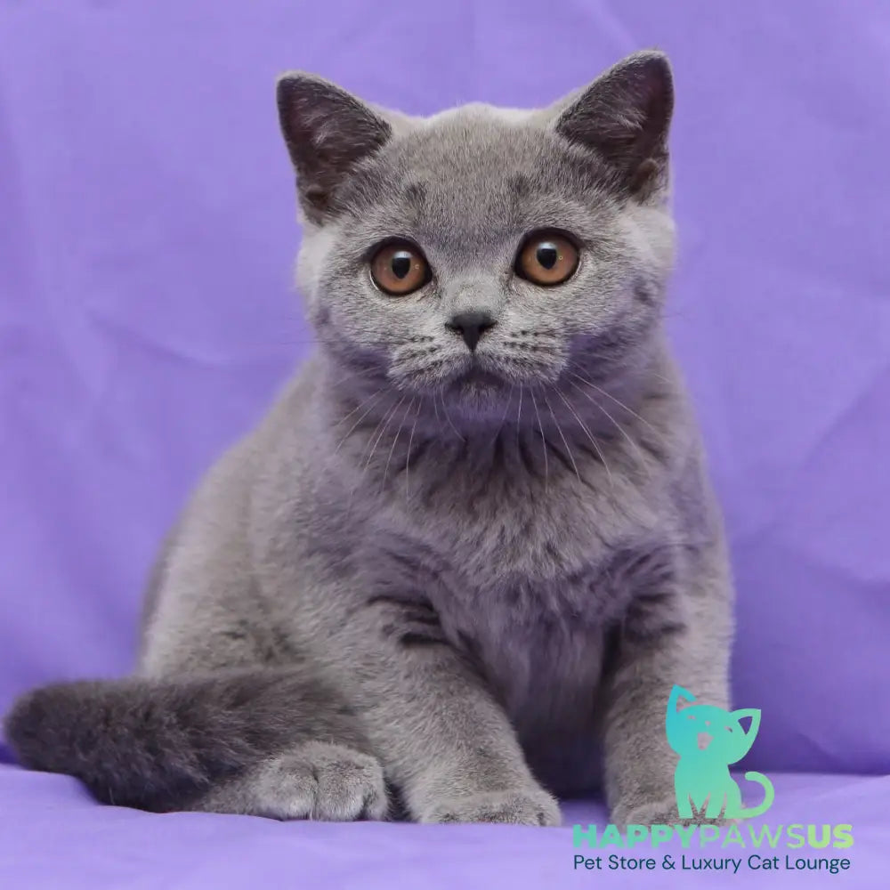 Reivakh British Shorthair male blue - live animals