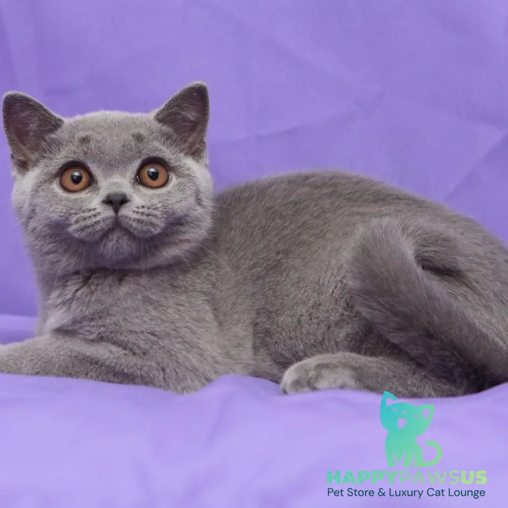 Reivakh British Shorthair male blue - live animals