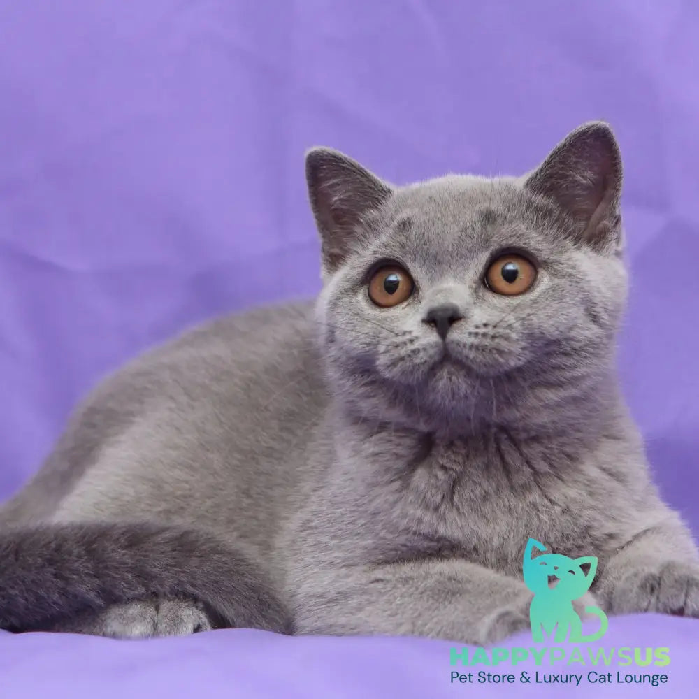 Reivakh British Shorthair male blue - live animals