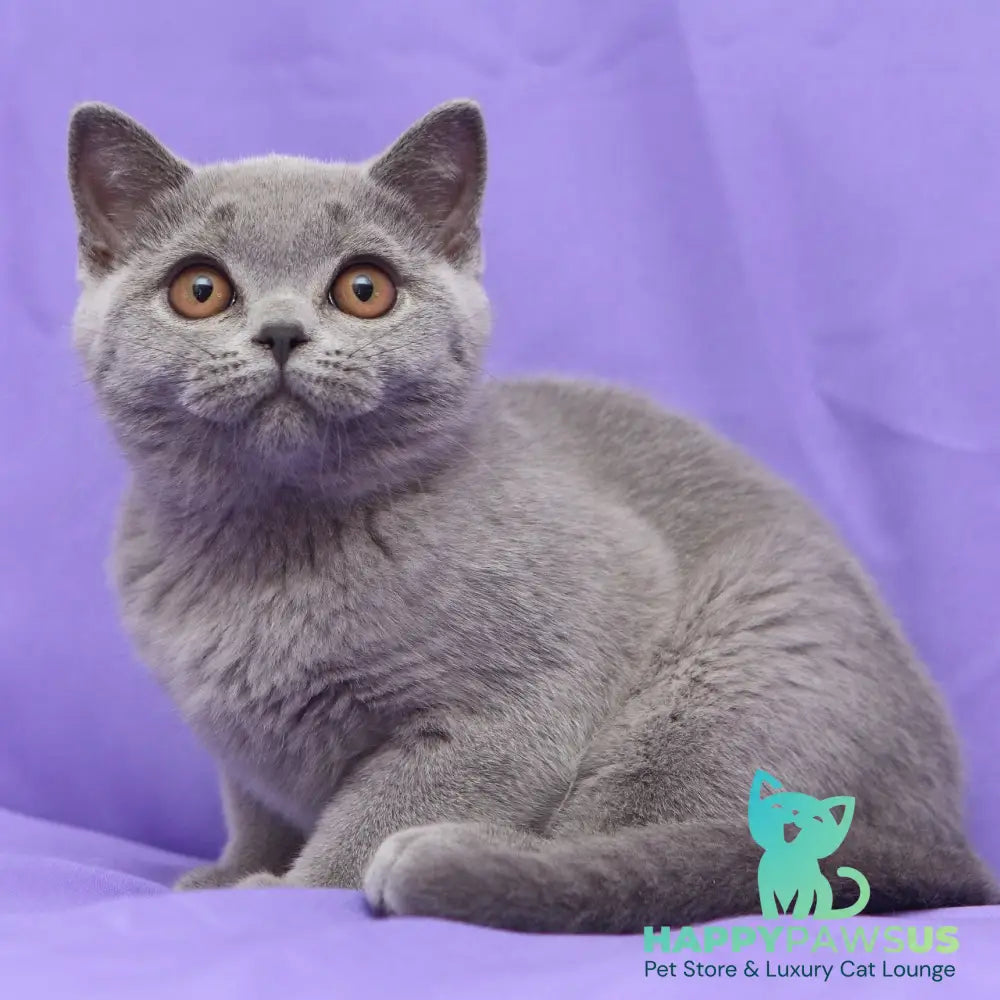Reivakh British Shorthair male blue - live animals