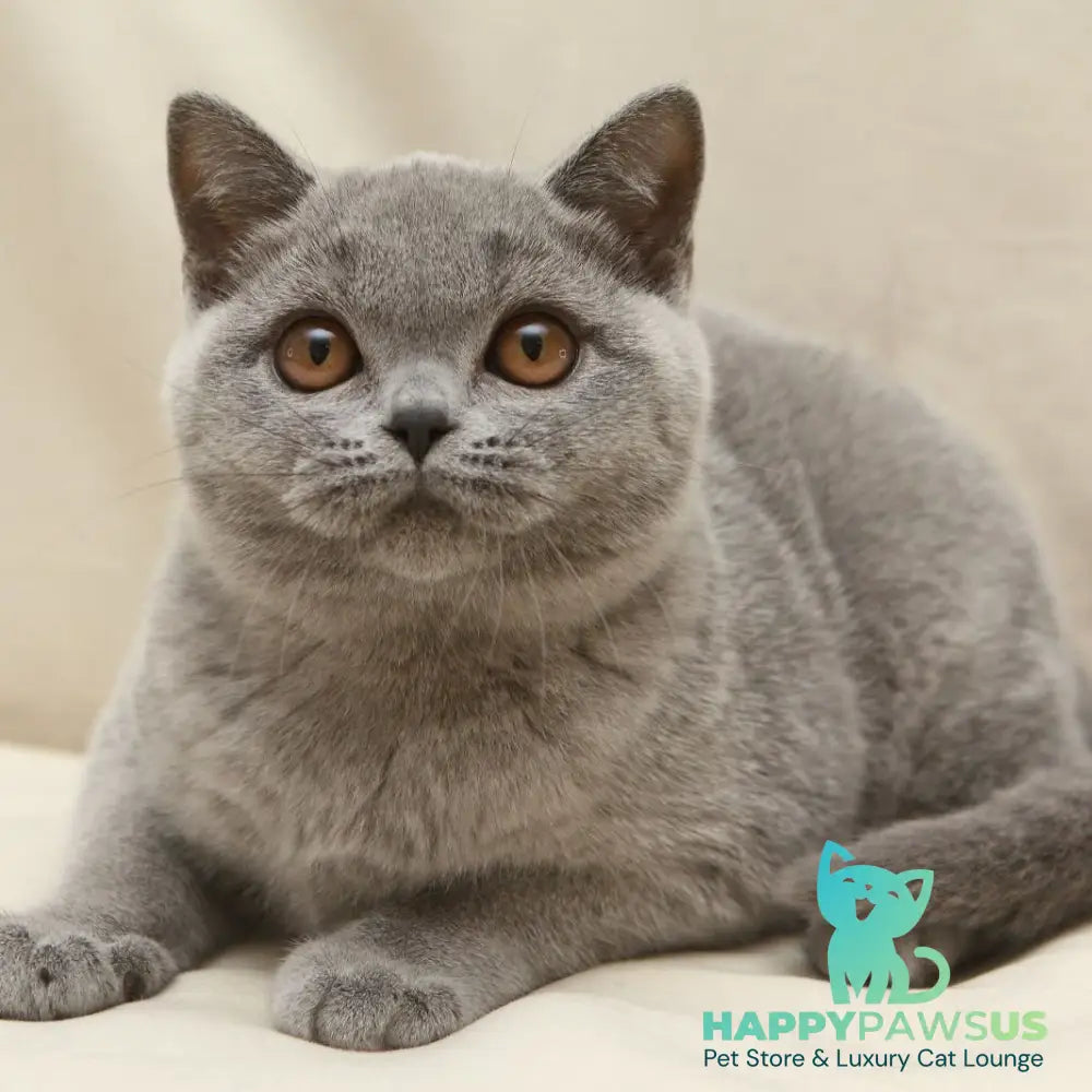 Reivakh British Shorthair male blue - live animals