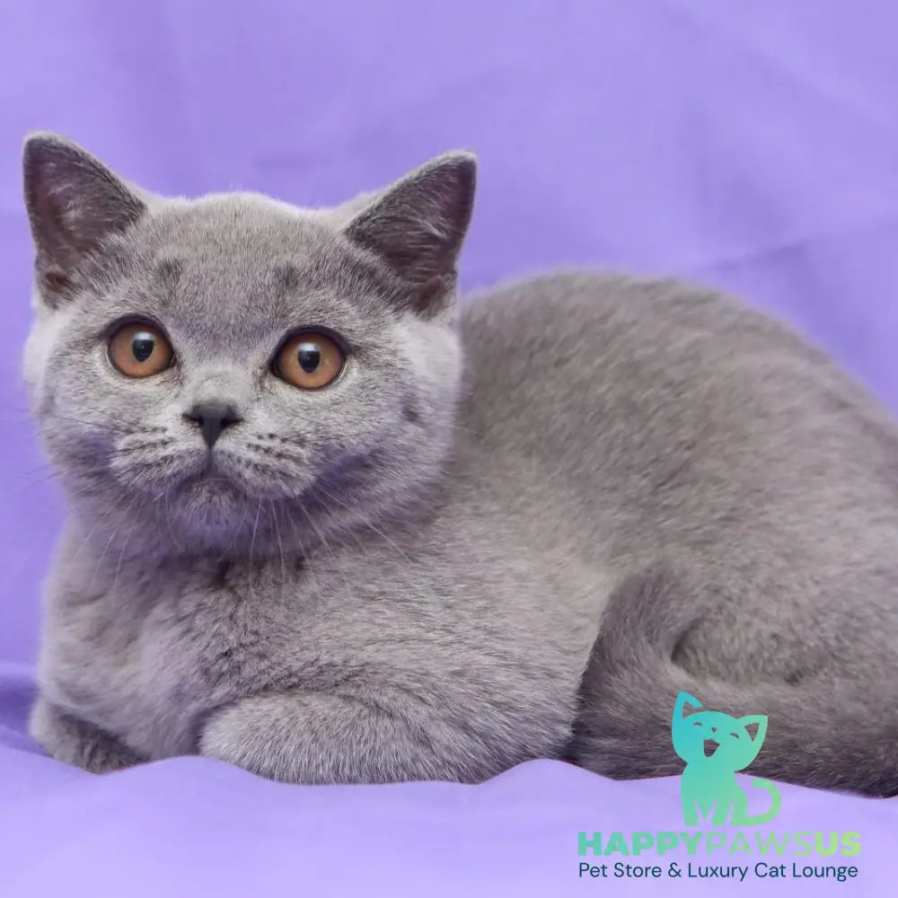 Reivakh British Shorthair male blue - live animals
