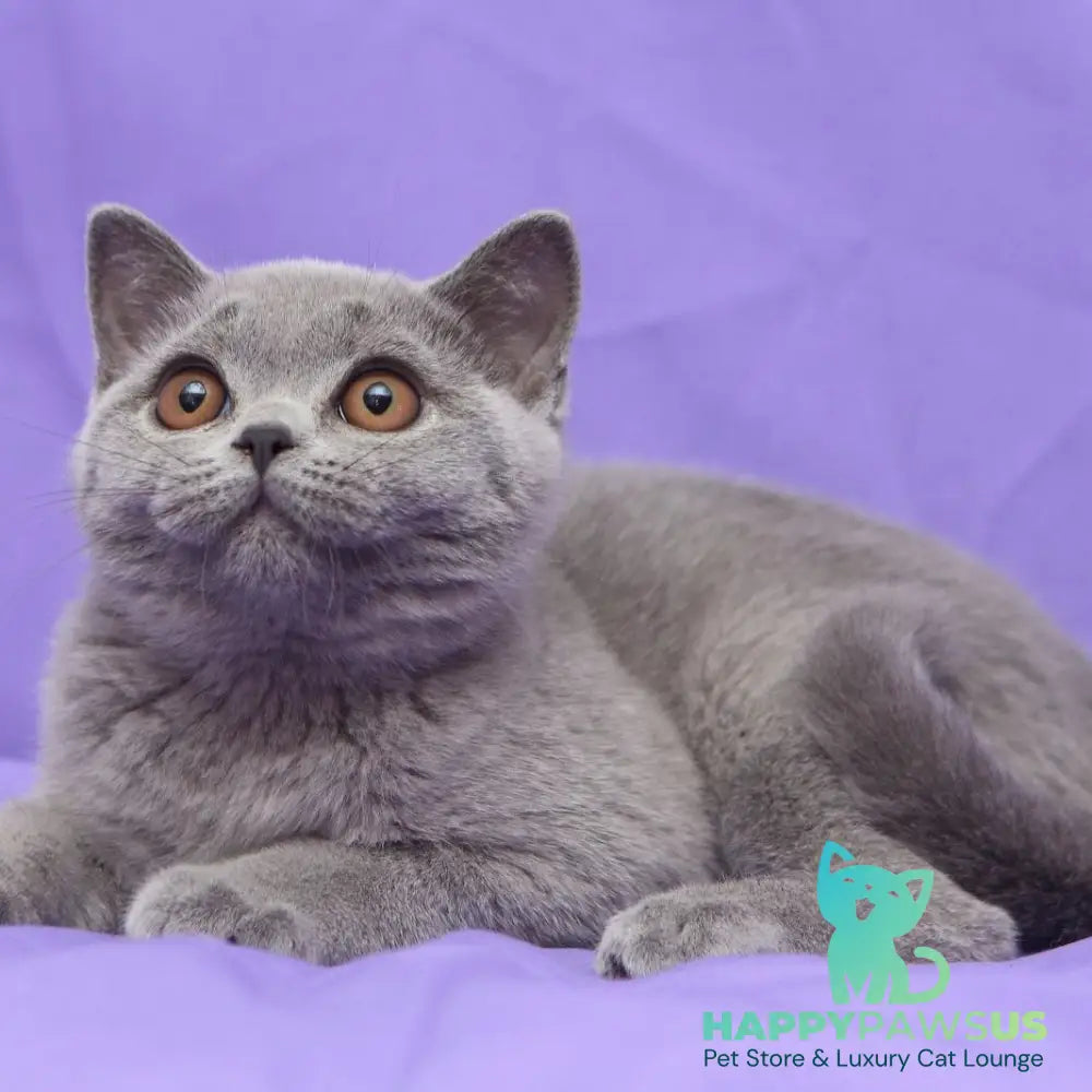 Reivakh British Shorthair male blue - live animals