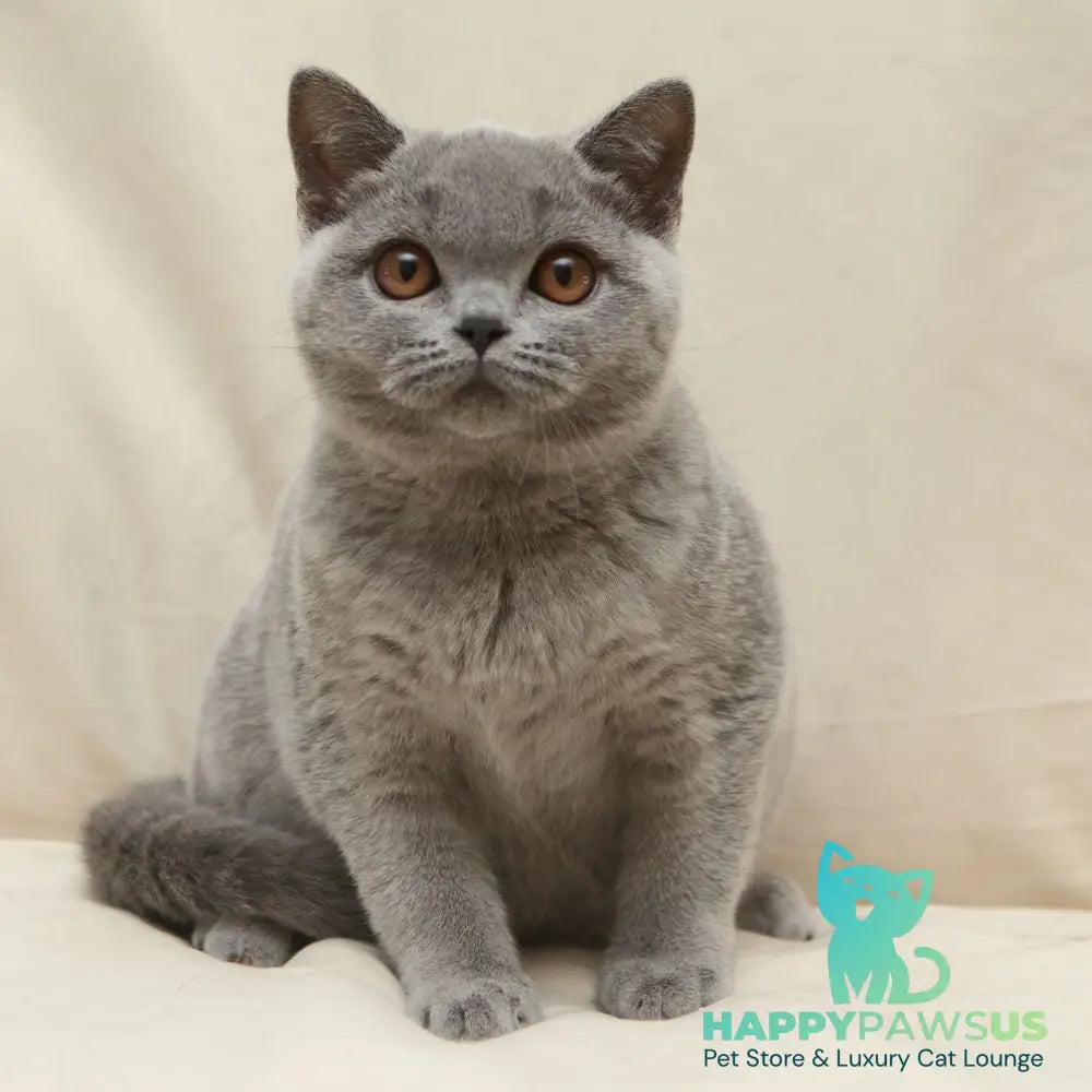 Reivakh British Shorthair male blue - live animals