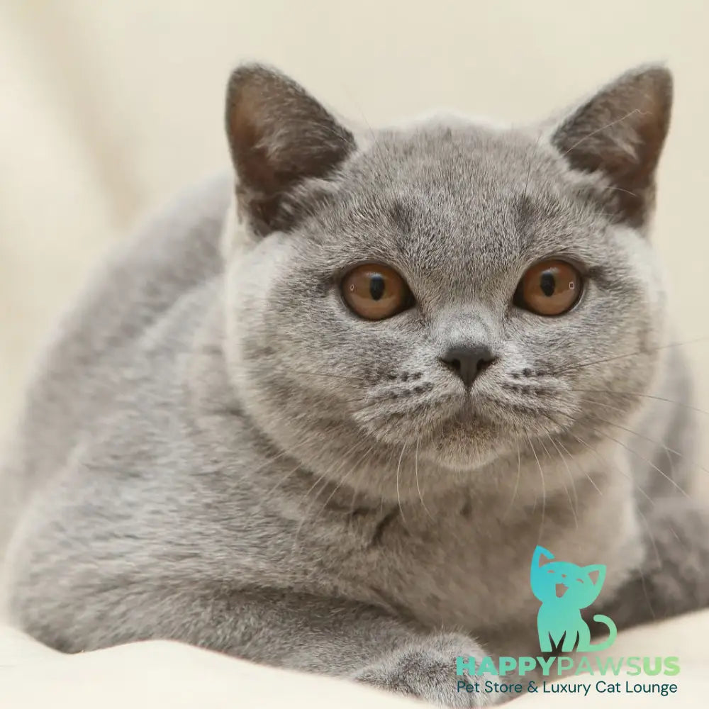 Reivakh British Shorthair male blue - live animals