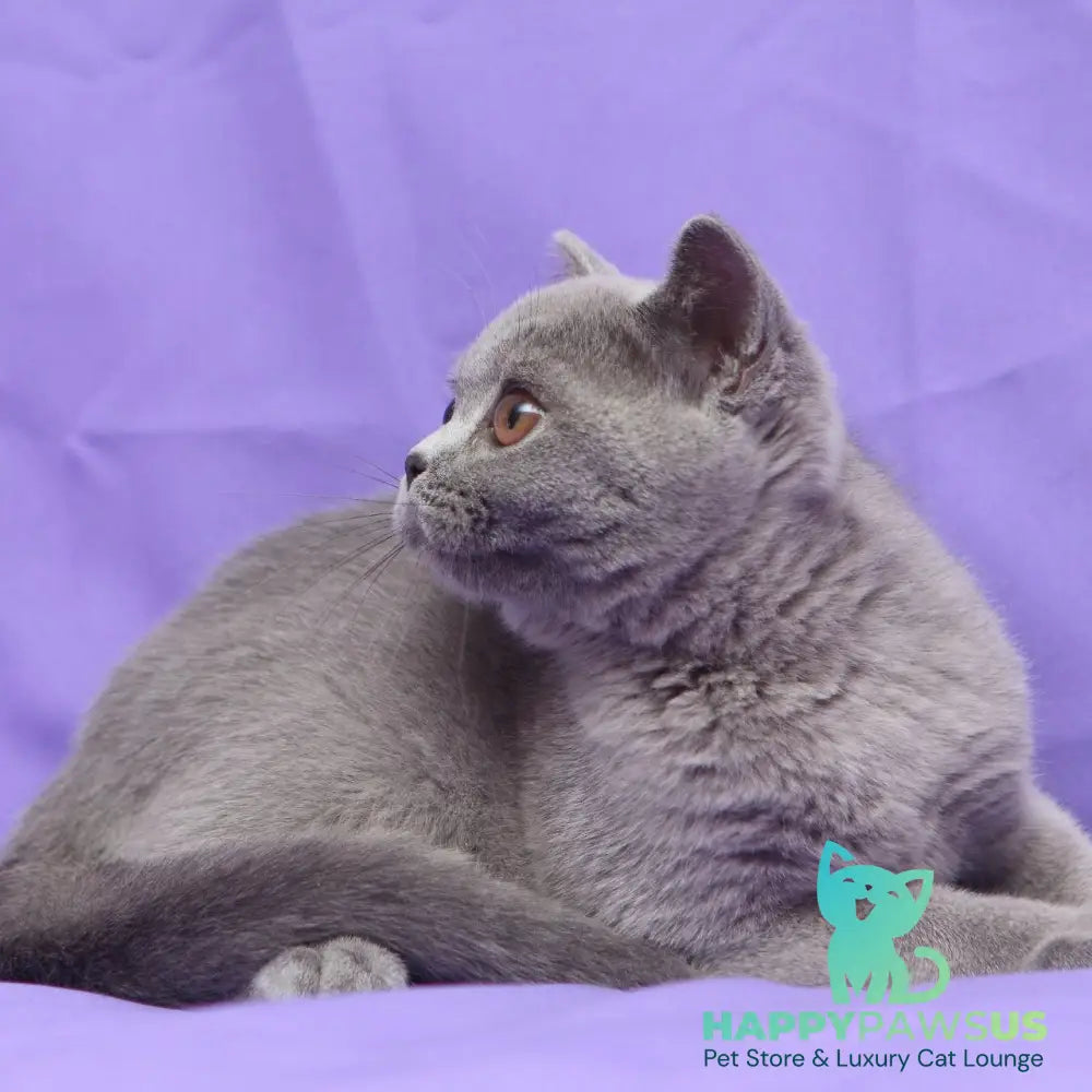 Reivakh British Shorthair male blue - live animals