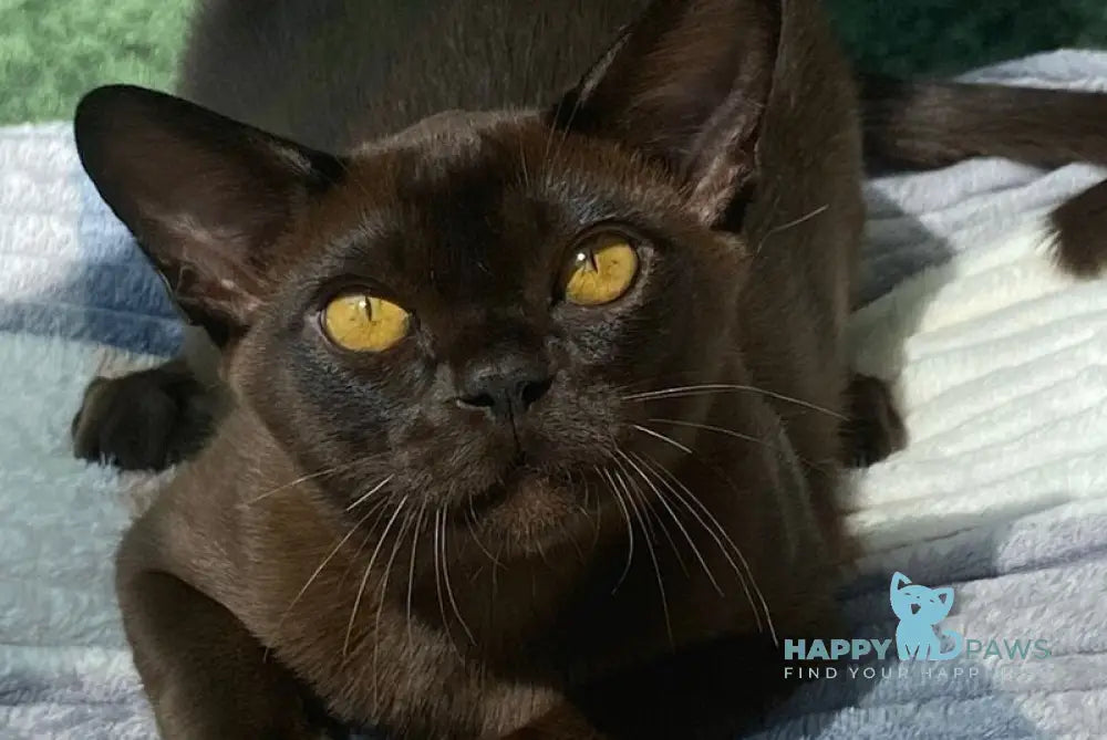 Relaks Burmese male black - live animals