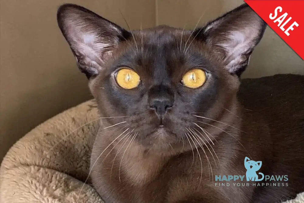 Relaks Burmese male black - live animals