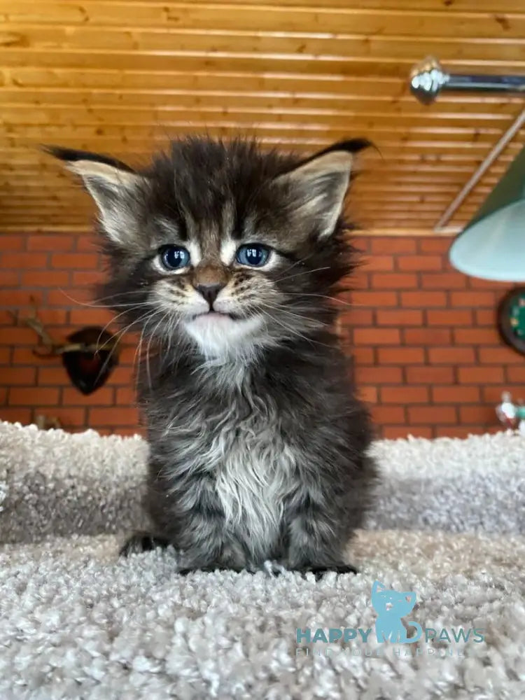 Rellisia Maine Coon female black tabby live animals