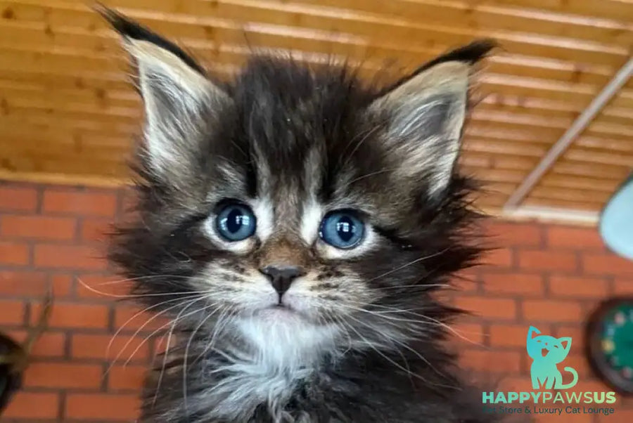 Rellisia Maine Coon female black tabby live animals